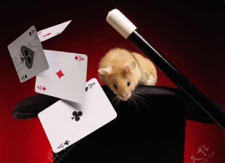 在魔术冒里面的老鼠