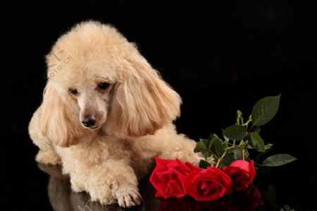 玫瑰花和狗