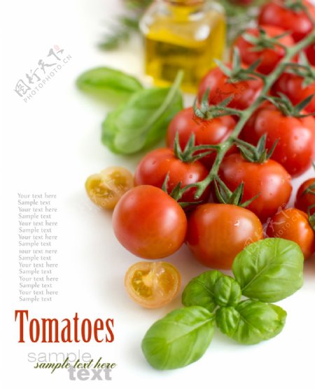 新鲜的小番茄水果高清图片