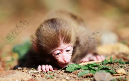 可爱小猴子图片