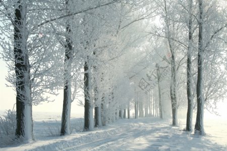 雪地树林美丽风景图片