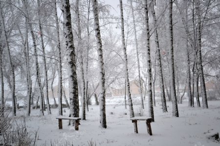 冬季白桦树林风景图片