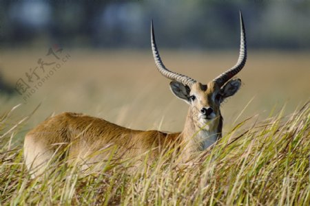 非洲野生动物长角鹿