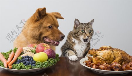 吃美食的小猫与小狗