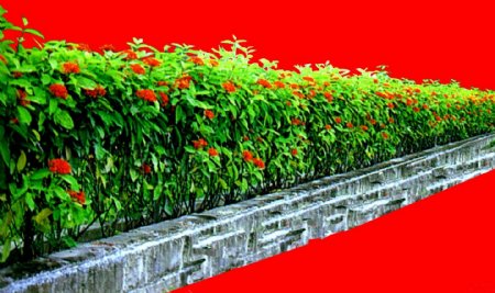 灌木植物贴图素材建筑装饰JPG1864