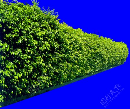 灌木植物贴图素材建筑装饰JPG2016
