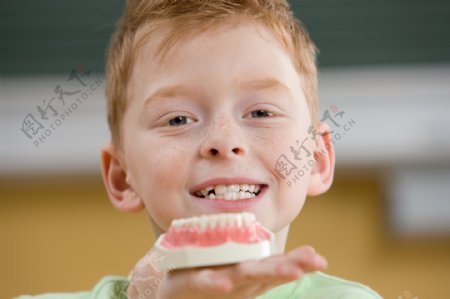 拿着牙齿模型的小男孩图片