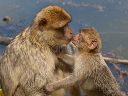 母猴子亲吻小猴子