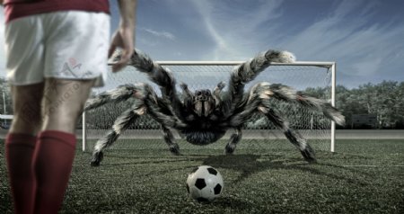 蜘蛛足球守门员创意壁纸