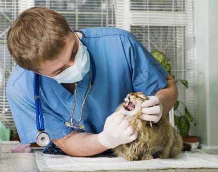 给猫咪看病的宠物医生图片