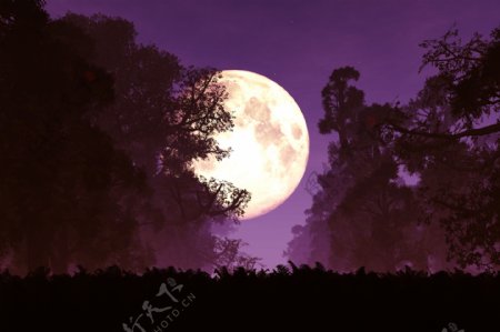 夜空里的树枝月亮风景图片