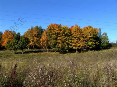 秋天树林野草风景图片