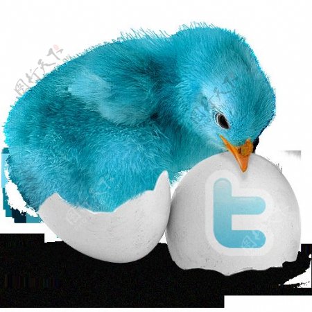 蓝鸟Twitter图