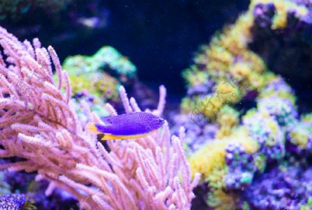 海鱼与珊瑚