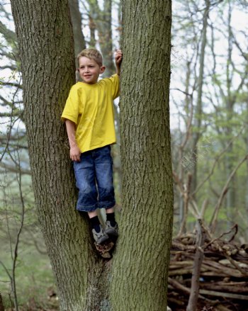 大树上的小男孩图片