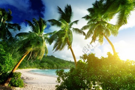 美丽椰树沙滩风景