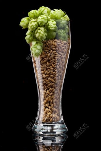 玻璃杯中的大麦和啤酒花
