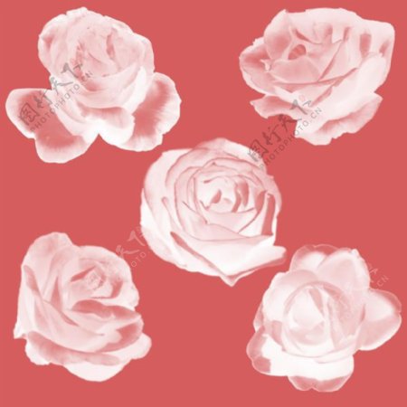 娇艳的玫瑰花朵鲜花花朵Photoshop笔刷素材