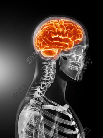 人体大脑与人体骨架图片