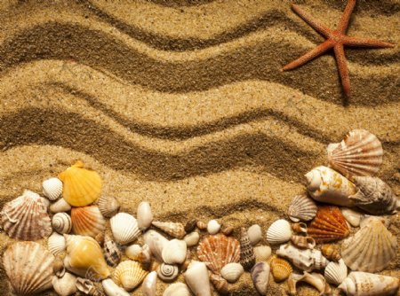 唯美沙滩上贝壳图片