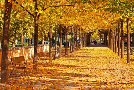 秋天黄色树林风景图片