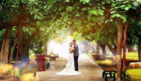 绿荫道里的婚纱情侣图片