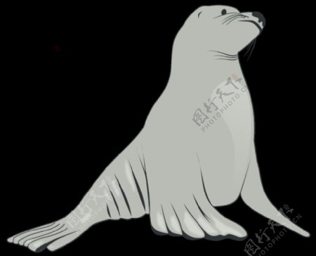 海狮
