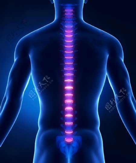 男性背部脊椎图片
