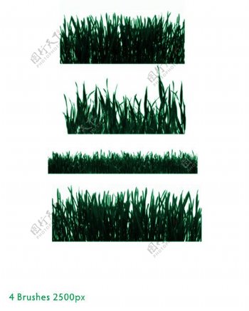4种植物青草草坪素材photoshop笔刷