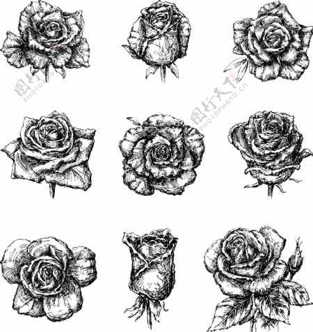 黑白素描玫瑰花插画
