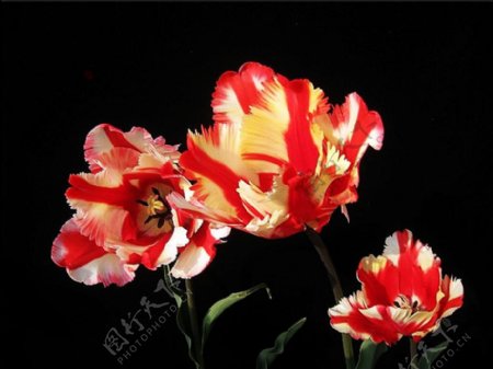 位图植物摄影花卉花朵免费素材