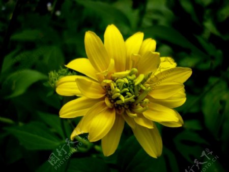 位图写实花卉植物摄影花卉花朵免费素材