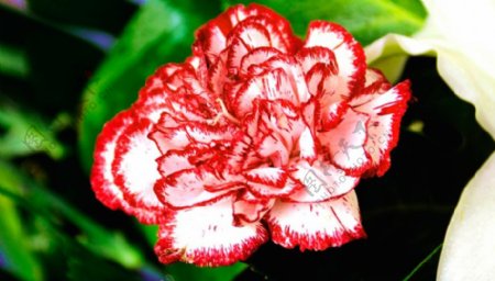 位图植物花朵写实花卉康乃馨免费素材
