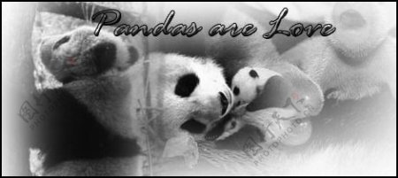 熊猫是爱刷集