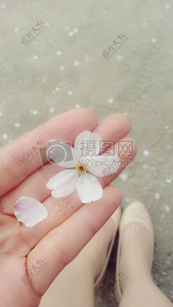 手心里的白色花瓣