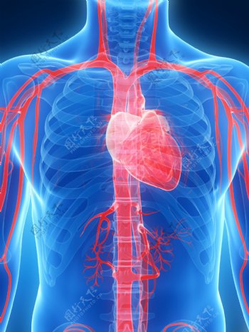 心脏动脉骨骼器官图片