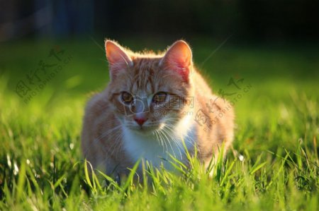 行走在草地上的小猫