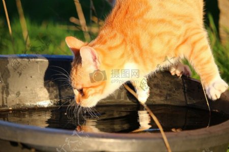 在喝水的小猫