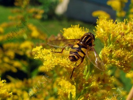 小黄花上的蜜蜂
