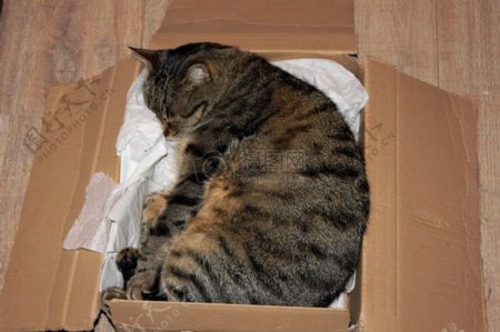 躺在盒子里的猫咪