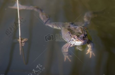 水里游动的青蛙