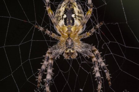编织网的蜘蛛