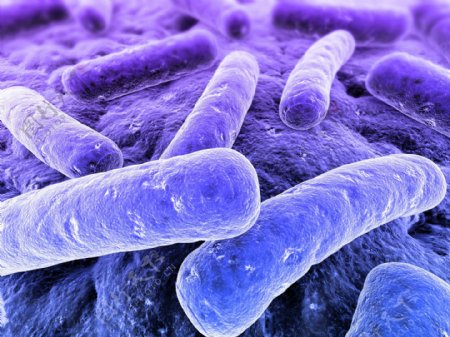 紫色的细菌图片