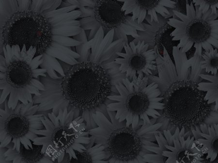 黑色花朵背景