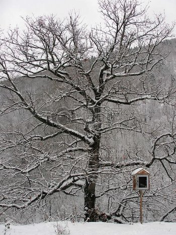 冬日的枯树和邮箱