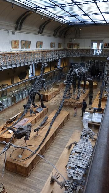 雄伟壮观的恐龙化石博物馆