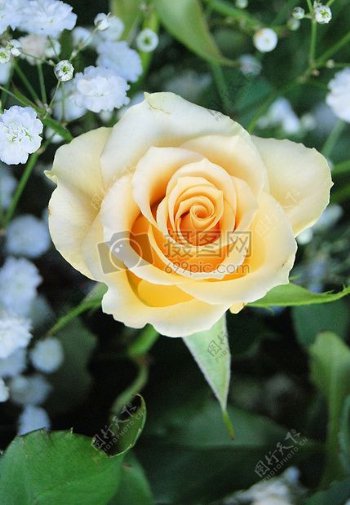 美丽的黄色玫瑰