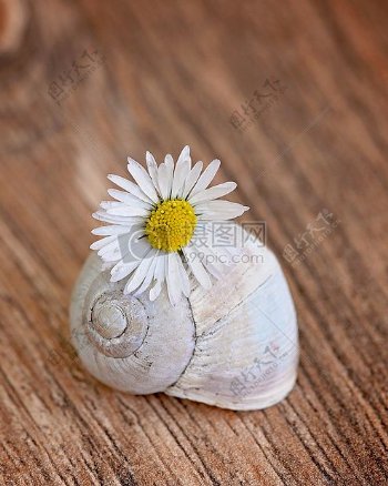 美丽的蜗牛壳和花朵