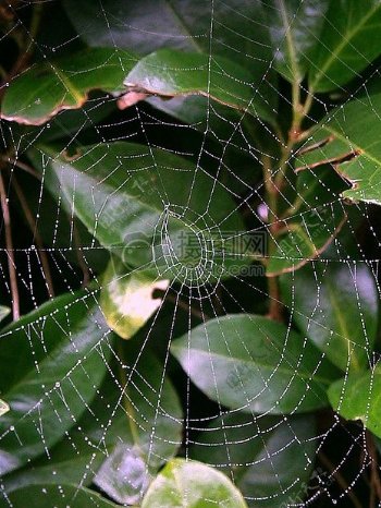 树木上的蜘蛛网