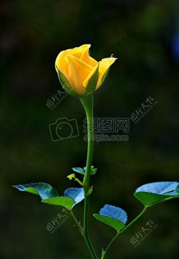 美丽的黄玫瑰